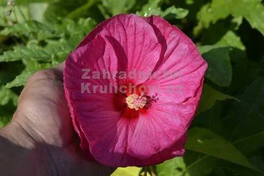 Hibiscus moscheutos " Luna Rose " - ibišek bahenní, velkokvětý Zahradnictví Krulichovi - zahradnictví, květinářství, trvalky
