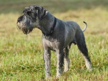 Standard Schnauzer: A Comprehensive Guide to the Energetic and Loyal Companion