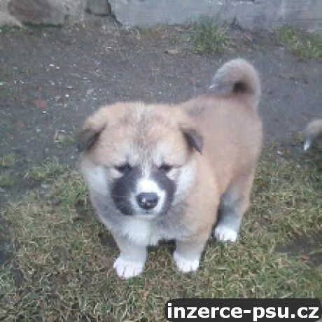 Akita-Inu žíhaný pejsek 