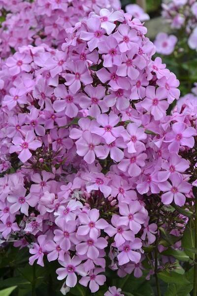 Phlox paniculata " Sweet Summer Melody " ® - flox, plamenka Zahradnictví Krulichovi - zahradnictví, květinářství, trvalky