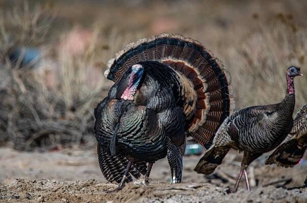 Best Turkey Breeds for the Homestead — J&R Pierce Family Farm