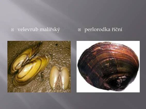 PPT - Měkkýši PowerPoint Presentation, free download - ID:4340088