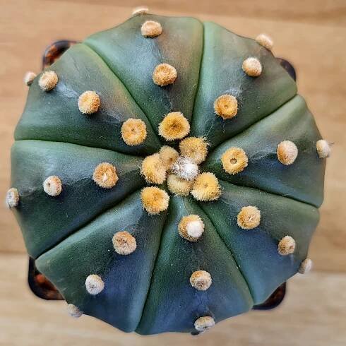 Astrophytum asterias v. nudum
