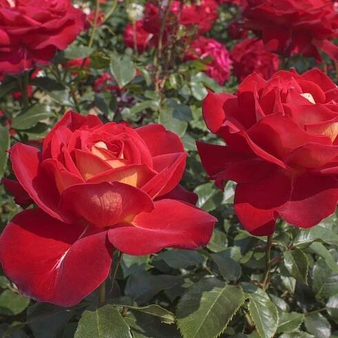 several red roses blooming in a garden