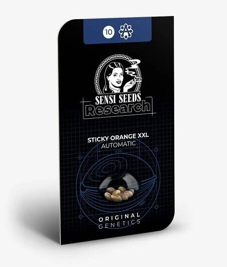 Afghan Pearl CBD Auto Sensi Seeds ☘️ semena konopí - GanjaFarmer