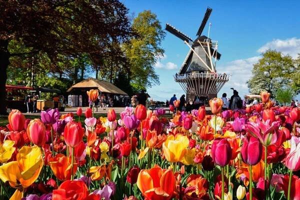 Květinové Korzo: Za tulipány do Holandska 1