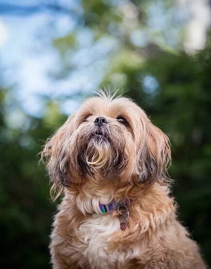 New Dog Photography: Trixie, shih-tzu/terrier mix; Stratford, NJ
