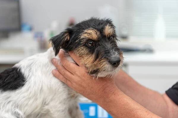Schilddrüsenunterfunktion (Hypothyreose) beim Hund