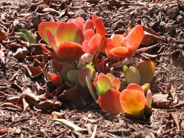 El Kalanchoe thyrsiflora es una planta de sol