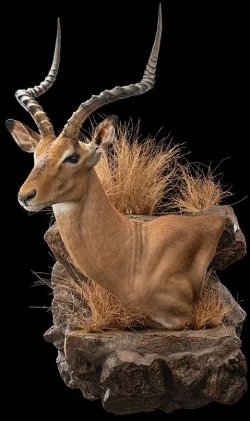 IMPALA Taxidermy South Africa