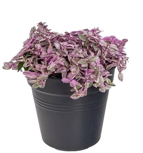 Kalísie Rosata, Callisia repens Rosata, skladem