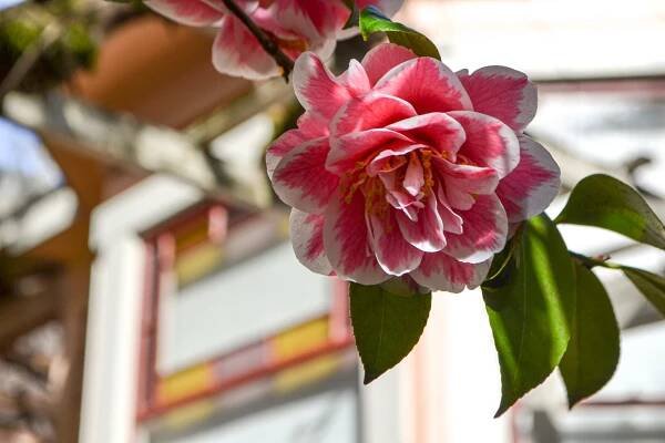 Sonoma Lodging surrounded by stunning gardens at the Camellia Inn