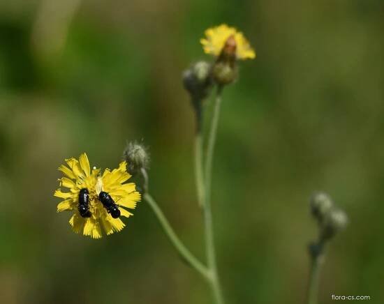 Atlas: pilosella rothiana 1