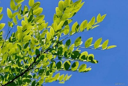 Jerlín japonský (Sophora japonica), větve, větévky