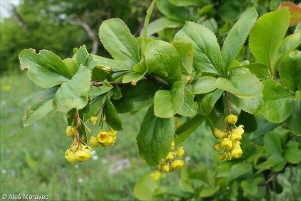 fotografie Berberis vulgaris (dřišťál obecný)