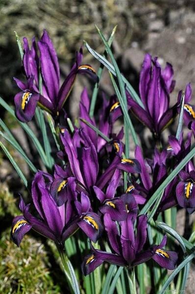 Kosatec síťkovaný (Iris reticulata)