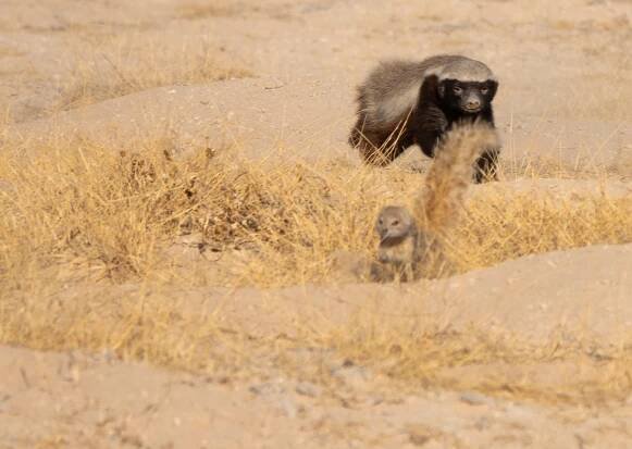 Honey badger - SANBI