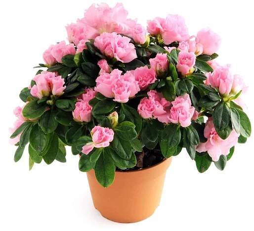 květináč růžové azalky (rododendron) na izolovaném pozadí - vřes keř - stock snímky, obrázky a fotky