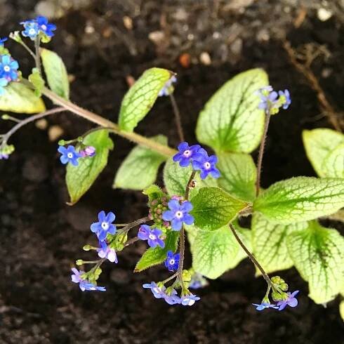 Schaduwplanten – Om de tuin leiden