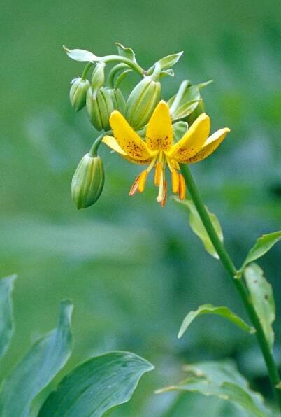 Canada lily