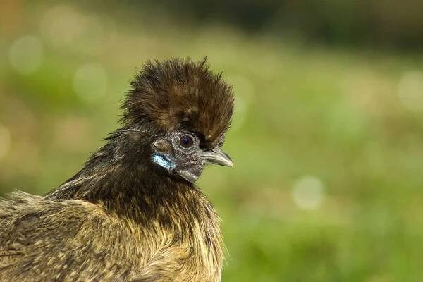 Chinese Silkie Chicken.