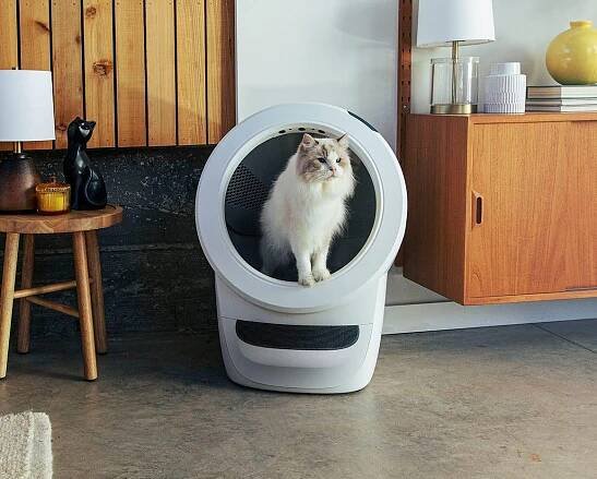 Ragdoll in white Litter-Robot 4