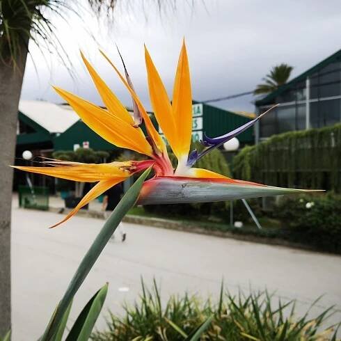 Orange Bird of Paradise Flower Seeds (Strelitzia reginae)  - 6
