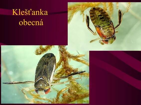 Klešťanka 
obecná 
 