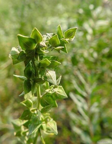 Lebeda podlouhlolistá - Atriplex oblongifolia