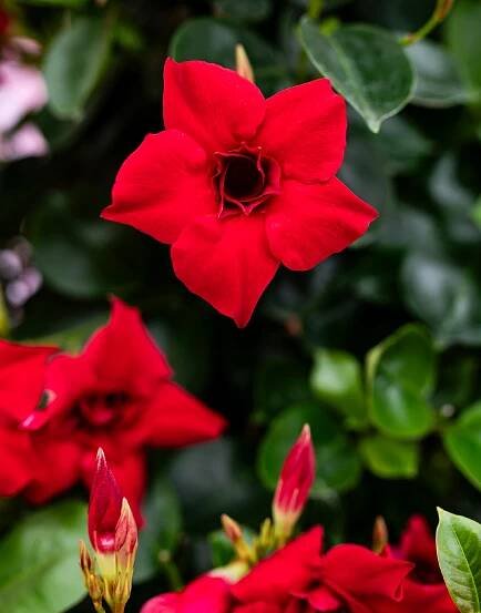 Sundaville® Double Red
