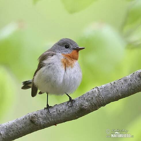 Lejsek malý | Naturfoto.cz