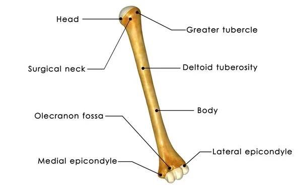 Humerus — Stock obrázek