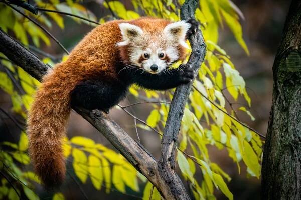 Zoopark Chomutov - otevírací doba, vstupné, ubytování, zvířata, ceník, akce