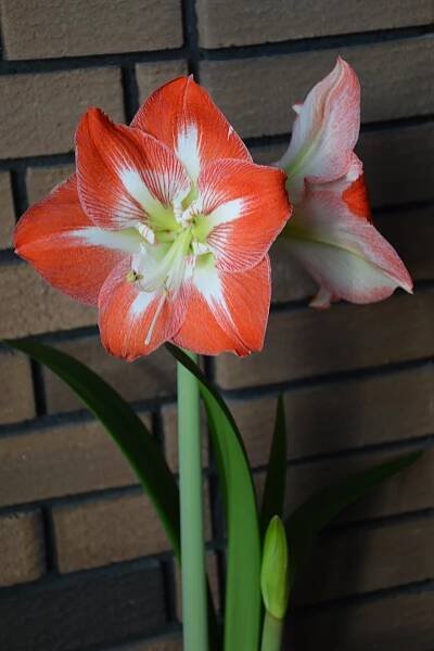 Beautiful Amaryllis