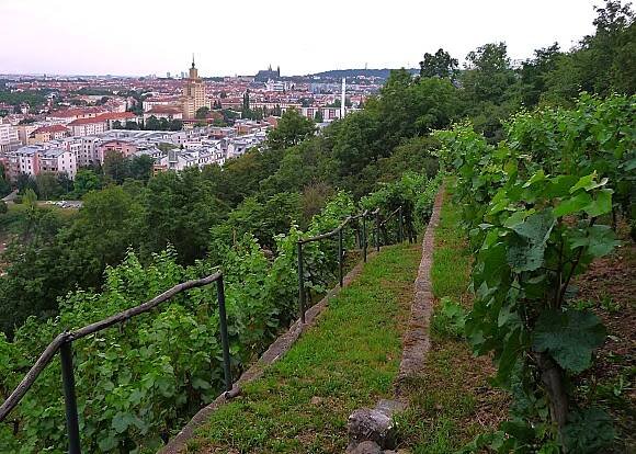 Vinice Baba — Praha – tip na výlet | Vyletnik.cz