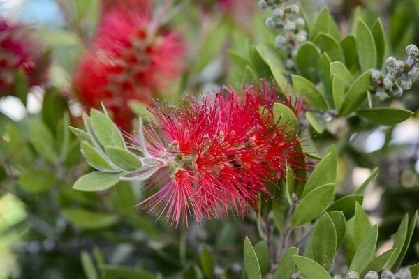 Callistemon citrinus 'Splendens'