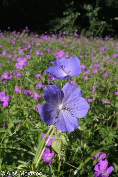 fotografický klíč k určování cévnatých rostlin :: BOTANICKÁ FOTOGALERIE