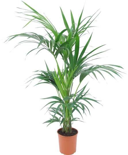 GROW by OBI Rajská palma průměr květináče cca 19 cm nakoupit u OBI