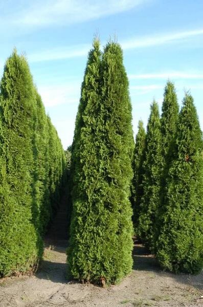 Thuja occidentalis 'Smaragd' product