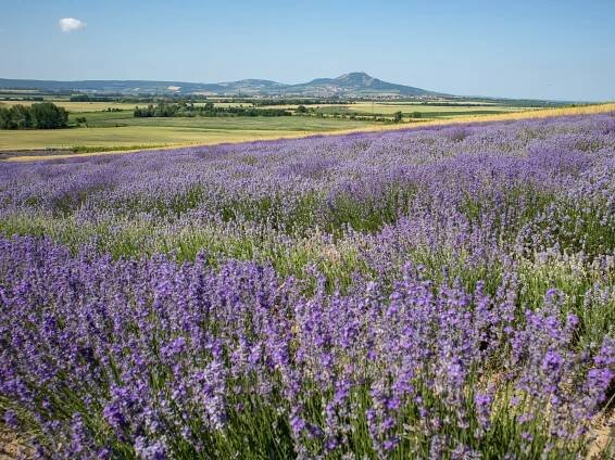 Levandulová farma Starovičky – kousek Provence na jihu Moravy | PrimaVylety.cz