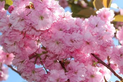 Free photo: Japanese Flowering Cherry - Blooming, Cherry, Flower - Free ...