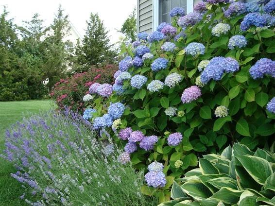 Hydrangea pilovitý Bluebird: popis, výsadba a péče, zimní odolnost, recenze