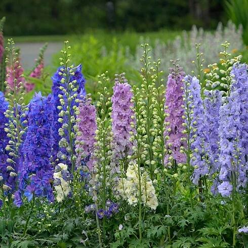 Mini Stars Hybrid Bee Delphinium
