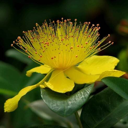 st. john's wort natural origins