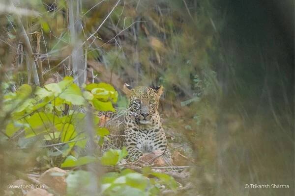 Wildlife of Tadoba