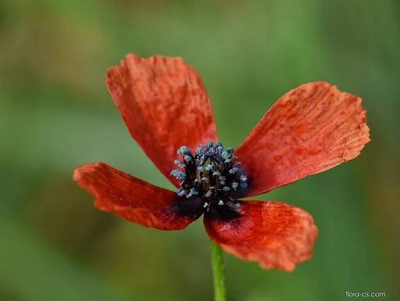 Mák polní (Papaver argemone)