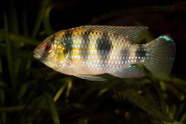 African butterfly cichlid Anomalochromis thomasi