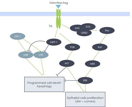 Apoptosis – MimeTech