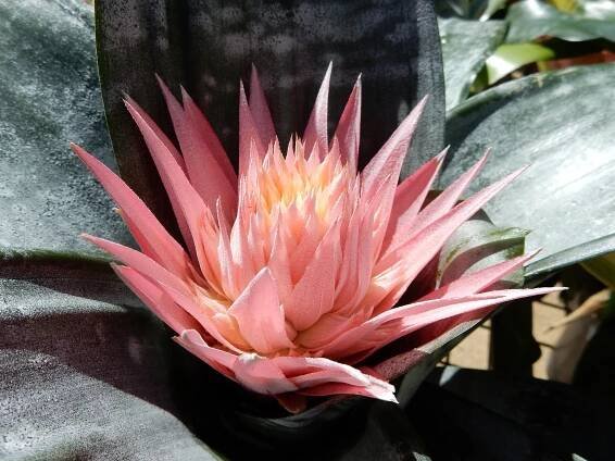 Cuidados luz bromelia