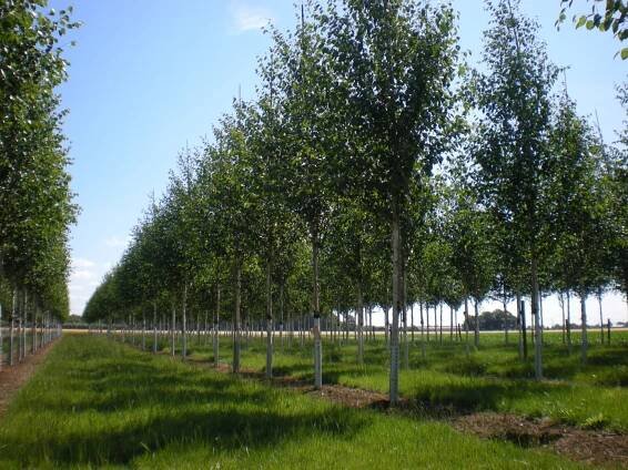 Betula utilis var. jacquemontii | bříza himalájská - Van den Berk školky